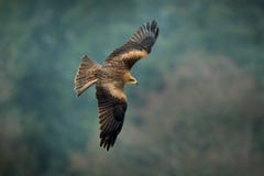 Schwarzmilan im Flug, Milvus-migrans, Raubvogel Fliege über winterlicher Wiese mit Schnee Jagdtier mit Fang lizenzfreie stockfotos Schwarzmilan im Flug, Milvus-migrans, Raubvogel Fliege über winterlicher Wiese mit Schnee Jagdtier mit Fang lizenzfreie stockfotos