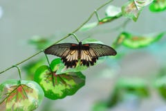Schwarzweiss-Schmetterling sitzt auf einem Blumenblatt stockfoto Schwarzweiss-Schmetterling sitzt auf einem Blumenblatt stockfoto