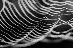 Schwarzweiss-Spinne ` s Netz mit Tautröpfchen verschob auf den Strängen lizenzfreie stockfotos Schwarzweiss-Spinne ` s Netz mit Tautröpfchen verschob auf den Strängen lizenzfreie stockfotos