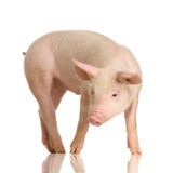 Schwein