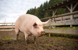 Schwein auf einem Bauernhof Schwein auf einem Bauernhof