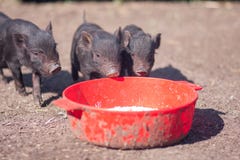 Schwein Beutetiere stockfoto Schwein Beutetiere stockfoto