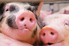 Schweine