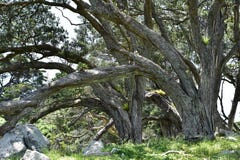 Schwere Stämme von pohutukawa Bäumen lizenzfreie stockfotos Schwere Stämme von pohutukawa Bäumen lizenzfreie stockfotos