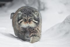 Schönes aber schweres flaumiges und verärgertes Wildkatze manul geht in das Schneerecht an Ihnen volles Gesicht, einen weißen Sch stockfotografie Schönes aber schweres flaumiges und verärgertes Wildkatze manul geht in das Schneerecht an Ihnen volles Gesicht, einen weißen Sch stockfotografie