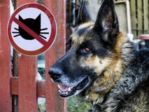 Schäferhund auf dem Hintergrund des Zeichens keine Eintrittskatzen stockbilder Schäferhund auf dem Hintergrund des Zeichens keine Eintrittskatzen stockbilder