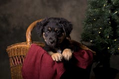 Schäferhund-Welpe im Weihnachtskorb lizenzfreie stockfotografie Schäferhund-Welpe im Weihnachtskorb lizenzfreie stockfotografie