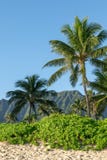 Schöne Ansicht von Anlagen, von Palmen und von Gebirgszug auf Waimanalo-Strand, Ost-Oahu, Hawaii, USA Waimanalos lange Strände si stockfoto Schöne Ansicht von Anlagen, von Palmen und von Gebirgszug auf Waimanalo-Strand, Ost-Oahu, Hawaii, USA Waimanalos lange Strände si stockfoto