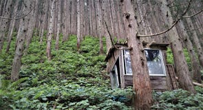 Schöne Ansicht von Nagano-Wald in Japan stockfotos Schöne Ansicht von Nagano-Wald in Japan stockfotos