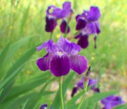 Schöne blau-violette Irisblumen in einem Garten stockbilder Schöne blau-violette Irisblumen in einem Garten stockbilder