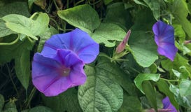 Schöne Blumen, die auf der Wand des garden_IV blühen lizenzfreies stockfoto Schöne Blumen, die auf der Wand des garden_IV blühen lizenzfreies stockfoto