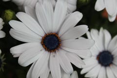 Schöne Blumen einer unglaublichen Farbe und des speziellen Geruchs lizenzfreie stockfotografie Schöne Blumen einer unglaublichen Farbe und des speziellen Geruchs lizenzfreie stockfotografie