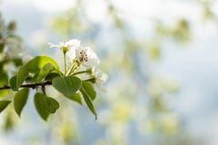 Schöne blühende Niederlassung des Garten Apfelbaums mit schönen weißen Blumen stockfoto Schöne blühende Niederlassung des Garten Apfelbaums mit schönen weißen Blumen stockfoto