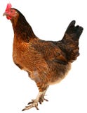 Schöne Brown-Henne lokalisiert auf weißem Hintergrund lizenzfreies stockfoto Schöne Brown-Henne lokalisiert auf weißem Hintergrund lizenzfreies stockfoto