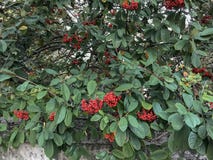 Schöne Büsche mit roten Beeren und verschiedenen tropischen Regenwaldlaubanlagen auf Waldhintergrund stockbilder Schöne Büsche mit roten Beeren und verschiedenen tropischen Regenwaldlaubanlagen auf Waldhintergrund stockbilder