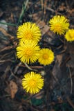 Schöne gelbe Blumen von Coltsfoot lizenzfreies stockfoto Schöne gelbe Blumen von Coltsfoot lizenzfreies stockfoto