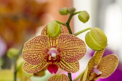 Schöne gelbe Orchidee mit roten Linien und mit Saugern stockbild Schöne gelbe Orchidee mit roten Linien und mit Saugern stockbild