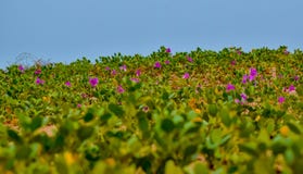 Schöne Gräser und Blumen auf einem Strand lizenzfreies stockfoto Schöne Gräser und Blumen auf einem Strand lizenzfreies stockfoto