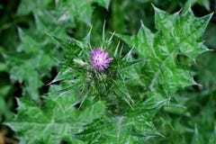 Schöne Grünpflanze mit den Kribbeln und einer kleinen purpurroten Blume lizenzfreie stockfotos Schöne Grünpflanze mit den Kribbeln und einer kleinen purpurroten Blume lizenzfreie stockfotos