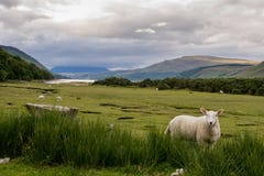 Schöne Hochländer von Schottland stockfoto Schöne Hochländer von Schottland stockfoto