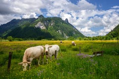 Schöne Landschaft in den Alpen mit den Kühen, die in den grünen Wiesen, in der typischen Landschaft und im Bauernhof zwischen Ber stockbild Schöne Landschaft in den Alpen mit den Kühen, die in den grünen Wiesen, in der typischen Landschaft und im Bauernhof zwischen Ber stockbild