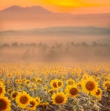 Schöne Landschaft mit Sonnenuntergang- und Blumenfeld lizenzfreie stockfotografie Schöne Landschaft mit Sonnenuntergang- und Blumenfeld lizenzfreie stockfotografie