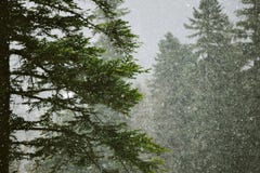 Schöne Landschaften des Winterwaldes lizenzfreies stockbild Schöne Landschaften des Winterwaldes lizenzfreies stockbild