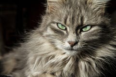 Schöne persische Katze mit dem langen grauen Haar betrachtet Sie mit seinen Augen von einem magischen tiefgrünen lizenzfreies stockbild Schöne persische Katze mit dem langen grauen Haar betrachtet Sie mit seinen Augen von einem magischen tiefgrünen lizenzfreies stockbild