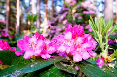 Schöne rosa Rhododendronblüten lizenzfreie stockfotos Schöne rosa Rhododendronblüten lizenzfreie stockfotos