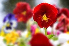 Schöne rote Pansies stockbild Schöne rote Pansies stockbild