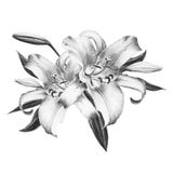 Schöne Schwarzweiss-Lilienzusammensetzung Blumenstrau? von Blumen Blumendruck Markierungszeichnung stockfotos Schöne Schwarzweiss-Lilienzusammensetzung Blumenstrau? von Blumen Blumendruck Markierungszeichnung stockfotos