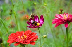 Schöne Sommer Zinniablume Zinnia elegans mit gemütlicher Hummel lizenzfreie stockbilder Schöne Sommer Zinniablume Zinnia elegans mit gemütlicher Hummel lizenzfreie stockbilder