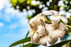 Schöne tropische Blumen in den Philippinen stockfotos Schöne tropische Blumen in den Philippinen stockfotos