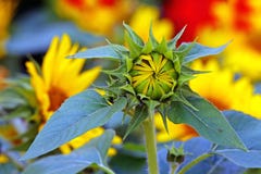 Schöne tropische Sonnenblumenknospe lizenzfreie stockfotografie Schöne tropische Sonnenblumenknospe lizenzfreie stockfotografie