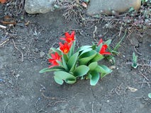 Schöne Tulpen im Garten stockfoto Schöne Tulpen im Garten stockfoto
