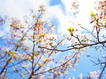 Schöne und colorfull Kirschblüte, Kirschblüte lizenzfreie stockbilder Schöne und colorfull Kirschblüte, Kirschblüte lizenzfreie stockbilder