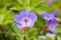 Schöne Veilchen in einem botanischen Garten stockbild Schöne Veilchen in einem botanischen Garten stockbild