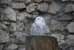 Schöne weiße Eule im Moskau-Zoo stockfotos Schöne weiße Eule im Moskau-Zoo stockfotos