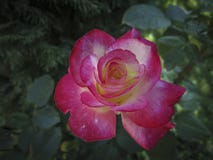 Schöne zarte Rosarose Doppelt-Freude in der Weichzeichnung Das Grün arbeiten auftritt als ein dunkler Hintergrund im Garten lizenzfreie stockfotografie Schöne zarte Rosarose Doppelt-Freude in der Weichzeichnung Das Grün arbeiten auftritt als ein dunkler Hintergrund im Garten lizenzfreie stockfotografie