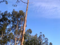 Schöner Baum und Himmel lizenzfreie stockfotografie Schöner Baum und Himmel lizenzfreie stockfotografie
