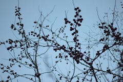 Sch?ner Garten des Baums im Fr?hjahr lizenzfreie stockbilder Sch?ner Garten des Baums im Fr?hjahr lizenzfreie stockbilder