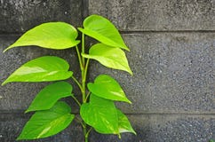 Schöner goldener Pothos auf alter Betonmauer stockbild Schöner goldener Pothos auf alter Betonmauer stockbild