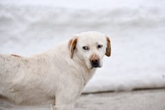 schöner Hund im Schnee stockbilder schöner Hund im Schnee stockbilder