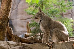 Schöner junger kanadischer Luchs, der im Profil sitzt stockbilder Schöner junger kanadischer Luchs, der im Profil sitzt stockbilder