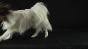 Schöner junger männlicher Hund kontinentaler Toy Spaniel Papillon, der mit der Hand des Wirtes auf schwarzer Hintergrundzeitlupe stock footage Schöner junger männlicher Hund kontinentaler Toy Spaniel Papillon, der mit der Hand des Wirtes auf schwarzer Hintergrundzeitlupe stock footage