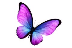 Schöner purpurroter Schmetterling lokalisiert auf weißem Hintergrund stockbild Schöner purpurroter Schmetterling lokalisiert auf weißem Hintergrund stockbild