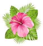 Schöner rosa Hibiscus blüht Blüte und tropische Blätter vektor abbildung Schöner rosa Hibiscus blüht Blüte und tropische Blätter vektor abbildung
