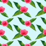 Schöner rosaroter Blumenhibiscus mit grünen tropischen Blättern Nahtloses Muster Hand gezeichnete Aquarellillustration vektor abbildung Schöner rosaroter Blumenhibiscus mit grünen tropischen Blättern Nahtloses Muster Hand gezeichnete Aquarellillustration vektor abbildung