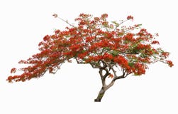 Schöner roter Blumenbaum, Pfaublumenbaum, lokalisiert Stockfotografie Schöner roter Blumenbaum, Pfaublumenbaum, lokalisiert Stockfotografie