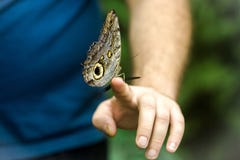 Schöner Schmetterling, der oben auf der Hand des Mannes, Abschluss sitzt stockfoto Schöner Schmetterling, der oben auf der Hand des Mannes, Abschluss sitzt stockfoto